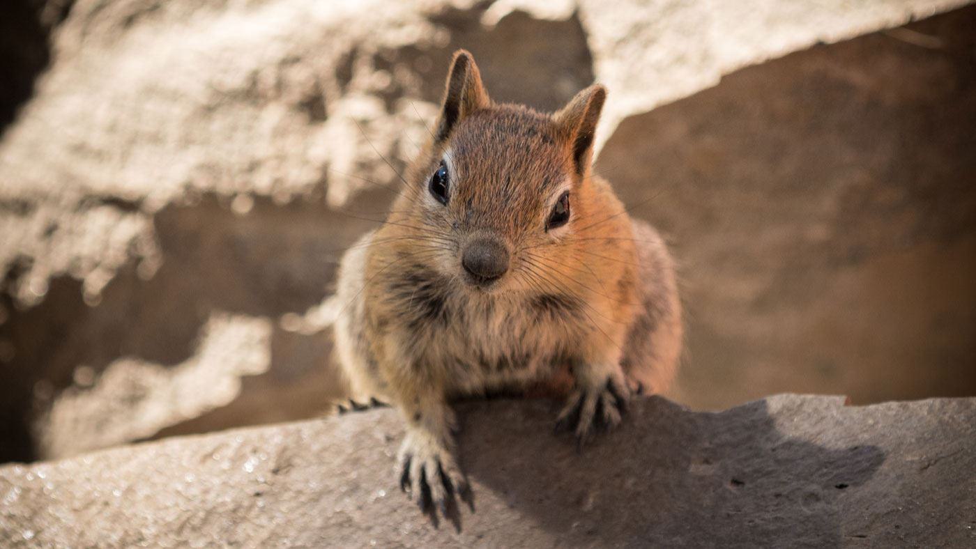 Rotbraunes Eichhörnchen von vorne